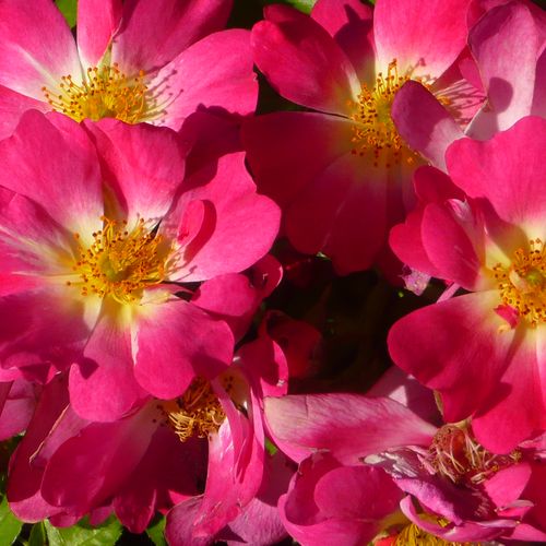 Rosa Pink Drift® - fără parfum - Trandafir copac cu trunchi înalt - cu flori simpli - roz - Jacques Mouchotte - coroană curgătoare - ,-